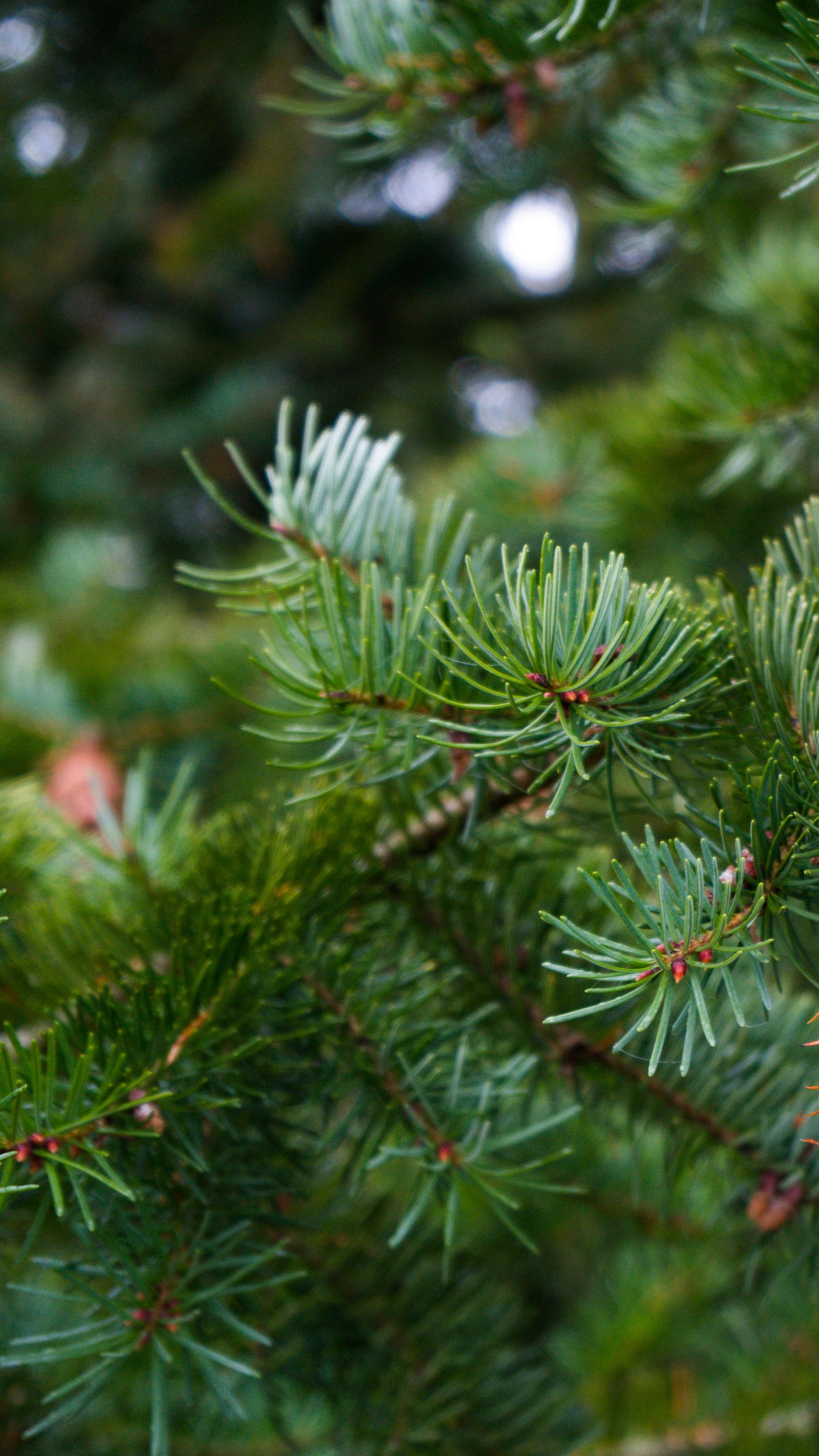 Close-up of a coniferous tree branch with bright green needles. Soft focus background.