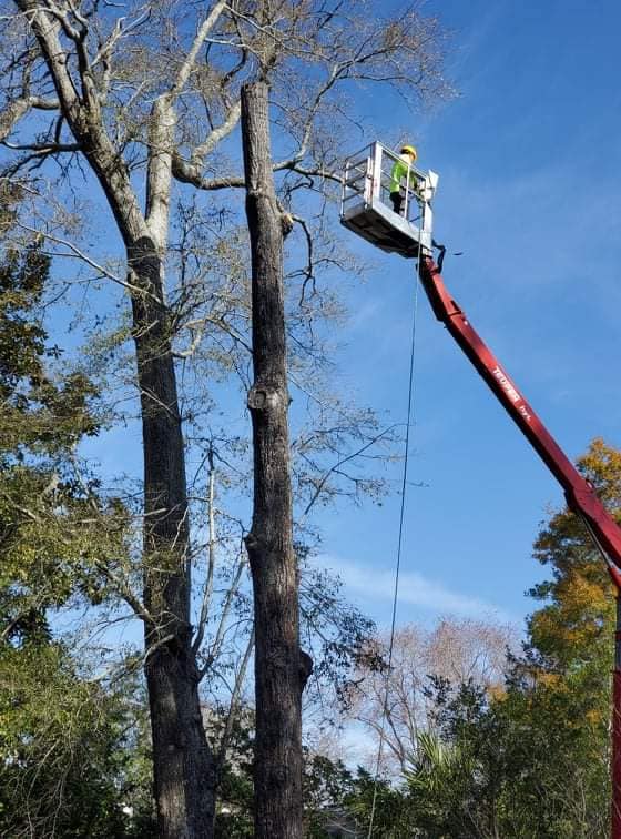 Tree care — Wilmington, NC — Oak Tree Service, Inc.