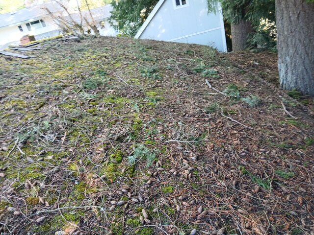 Moss-covered slope beside a house and tree trunk, with scattered leaves and branches