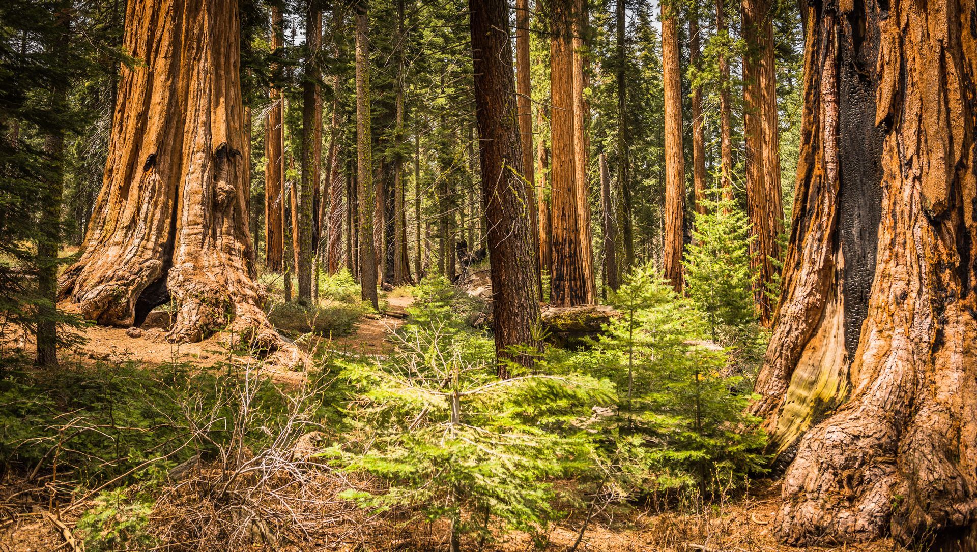 Giant sequoia trees in a forest, sunlight filtering through the canopy.