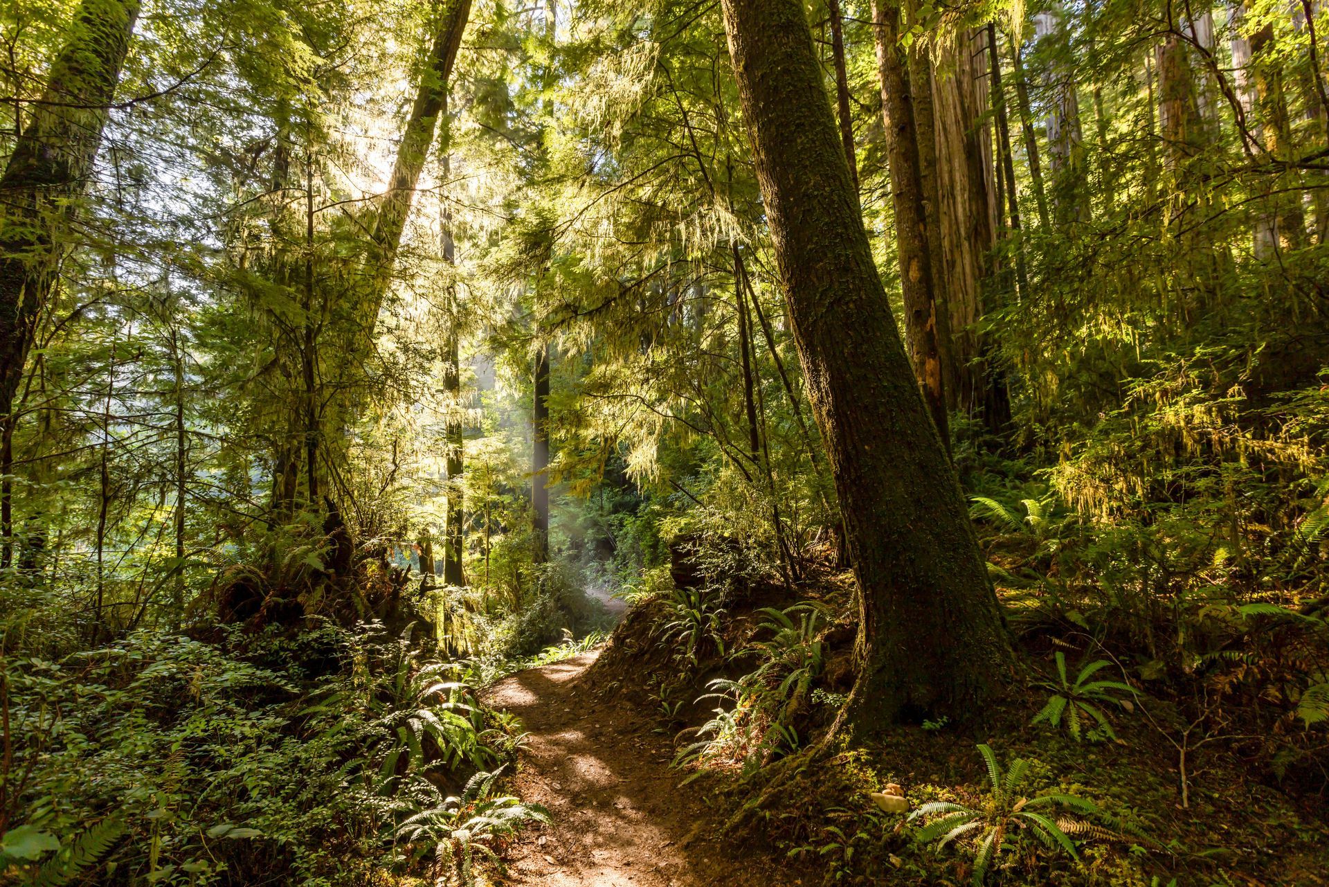 Sunlight streams through a lush forest canopy, illuminating a dirt path.