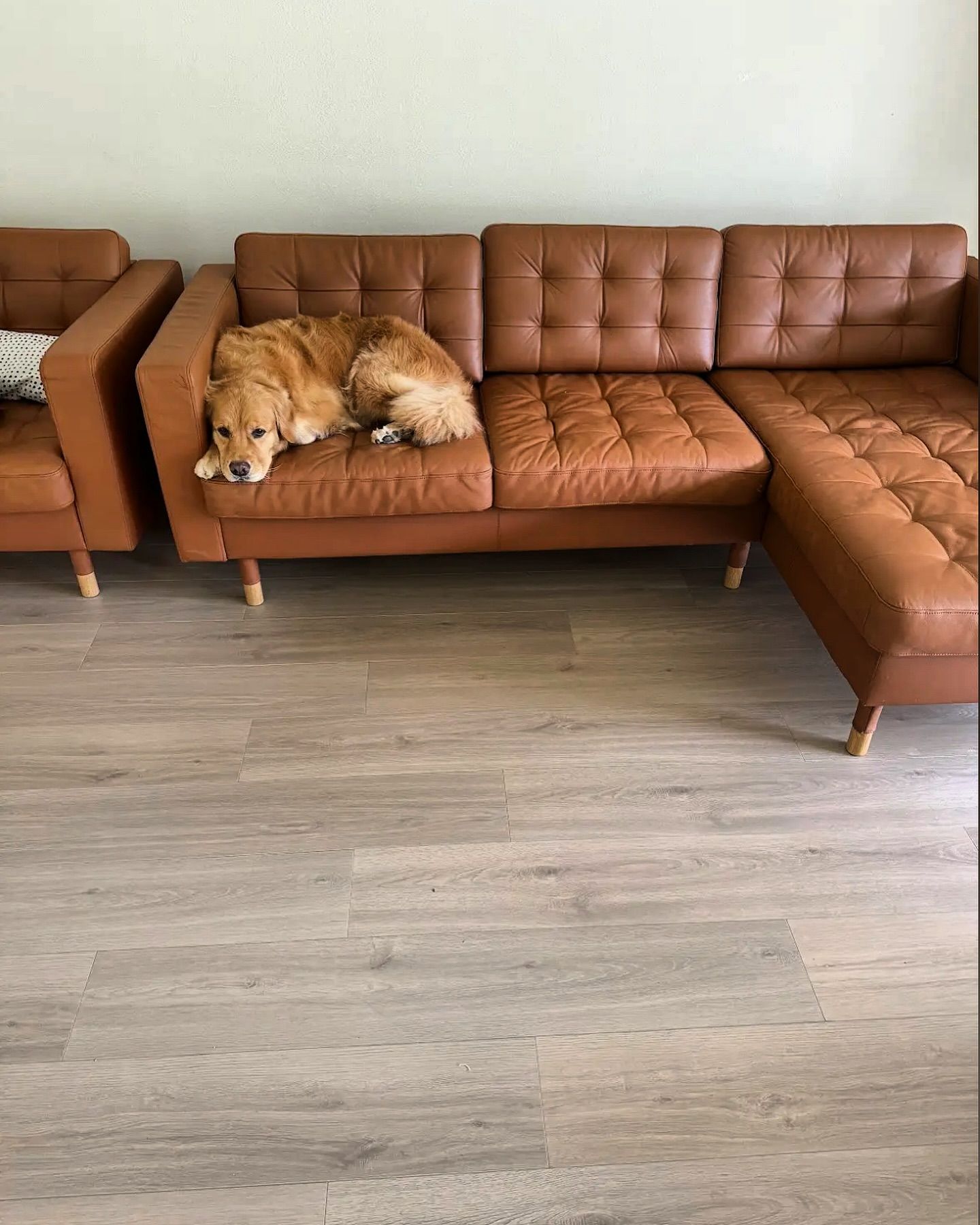 Two golden retrievers sleeping on a brown sectional sofa in a room with gray flooring.