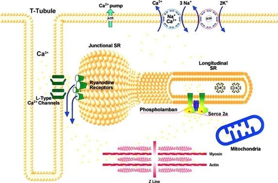 Ca2+ Handling Proteins Involved in Intracellular Ca2+ Movement