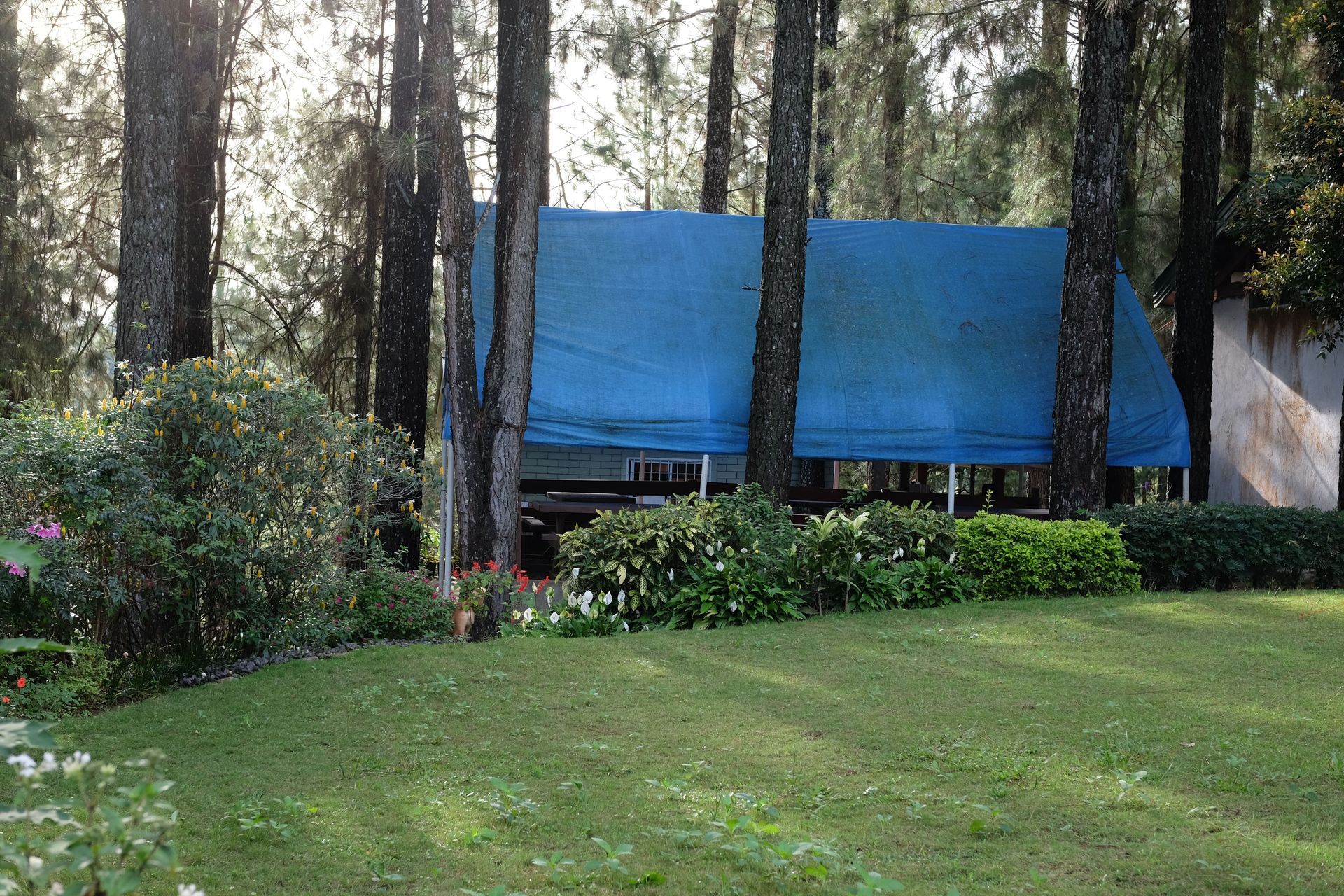 Blue tarp shelter among trees and shrubs beside a grassy lawn