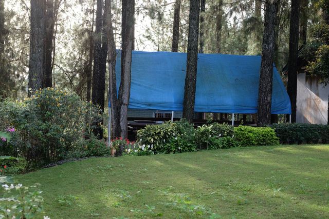 Blue tarp-covered structure in a wooded yard behind shrubs and a green lawn