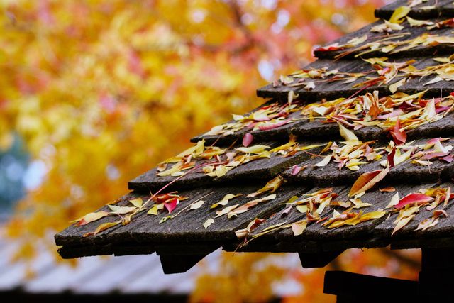 Close-up of a mossy shingled roof with autumn leaves and blurred orange foliage in the background