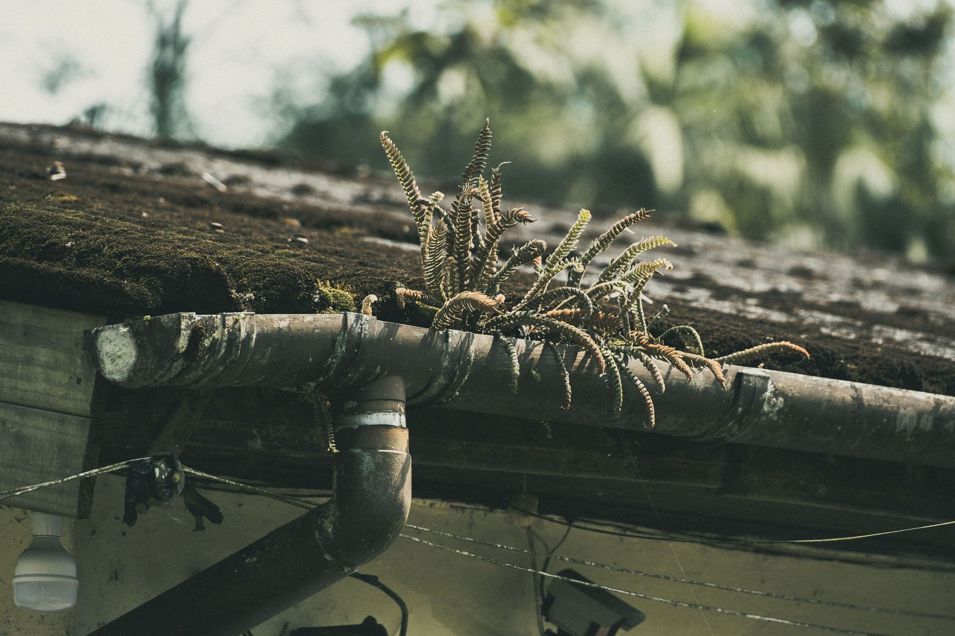 Plants growing from a rusty roof gutter on an old house