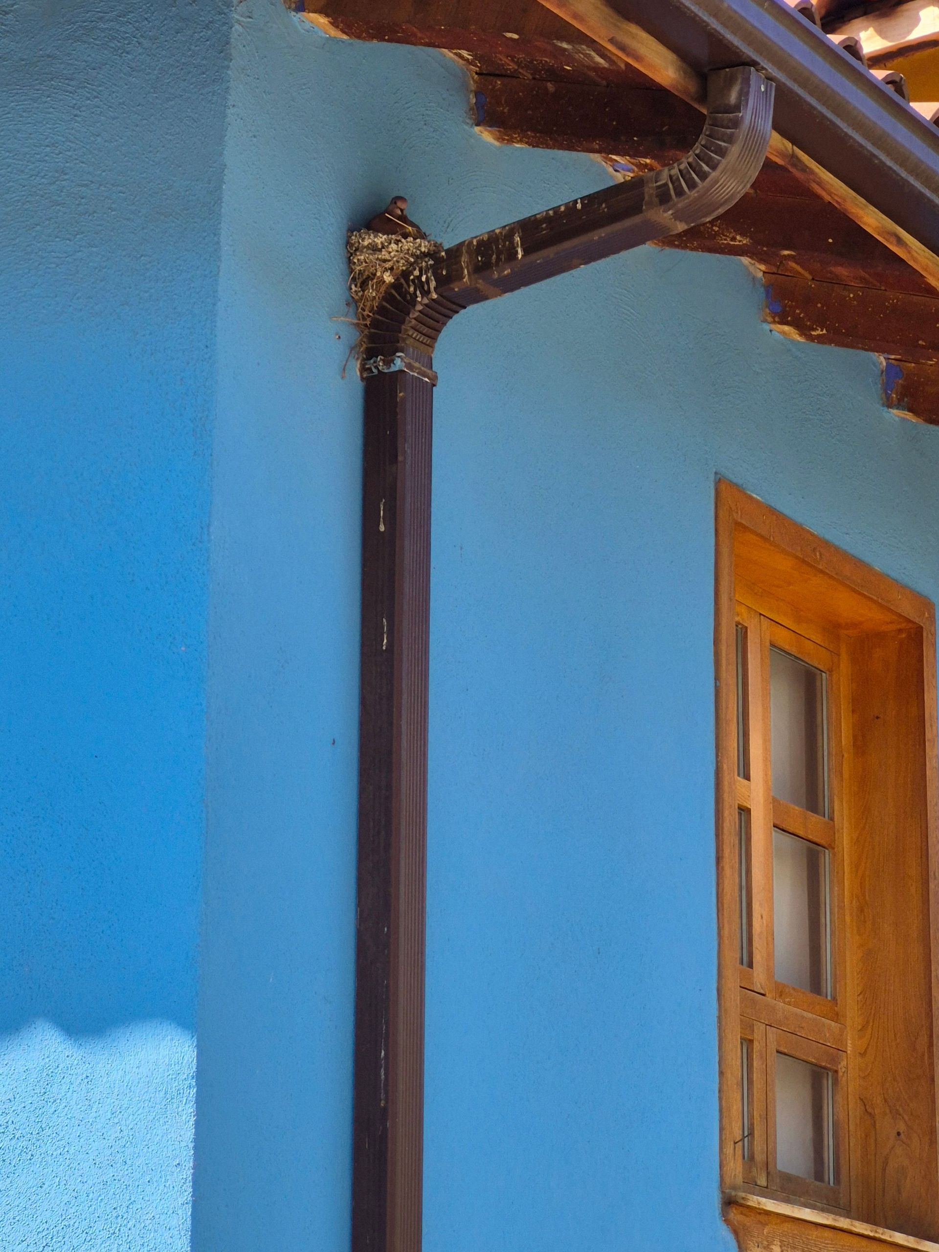 Blue wall with black downspout and wooden roof overhang beside a window