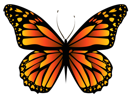 Orange and black monarch butterfly with wings spread wide.