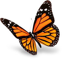 Monarch butterfly with orange and black wings, open in flight.