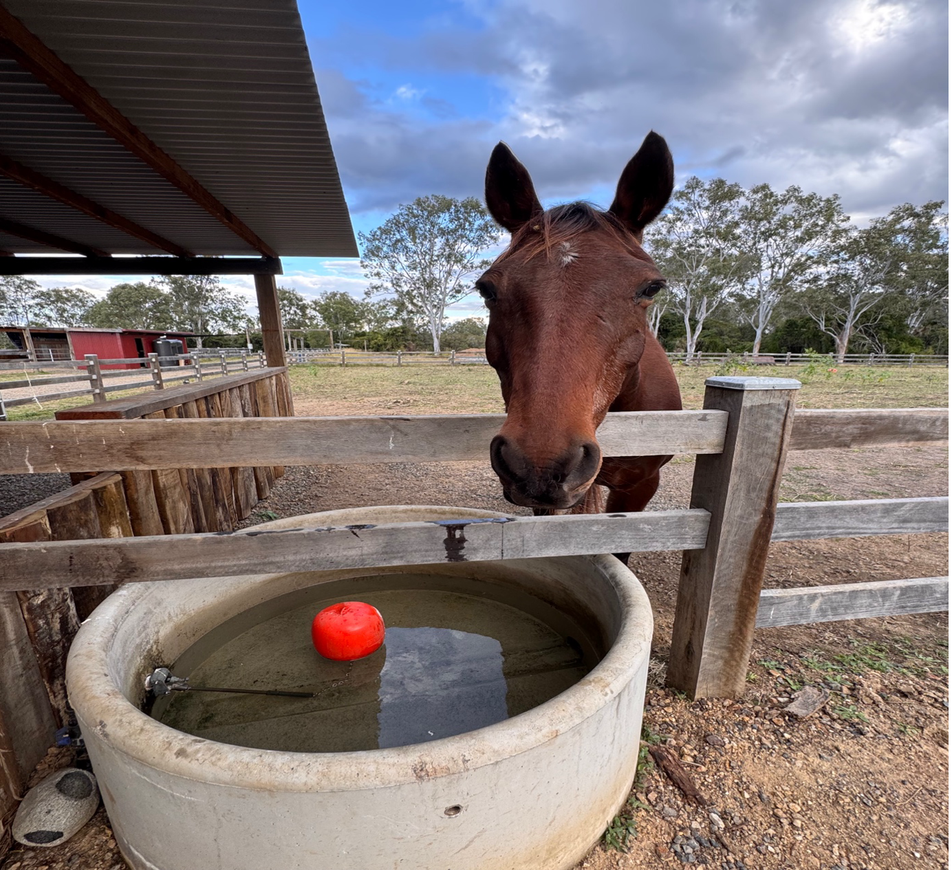 Two Horses Drinking from A Trough — Gin Gin Domestic Water Supplies in Wallaville, QLD