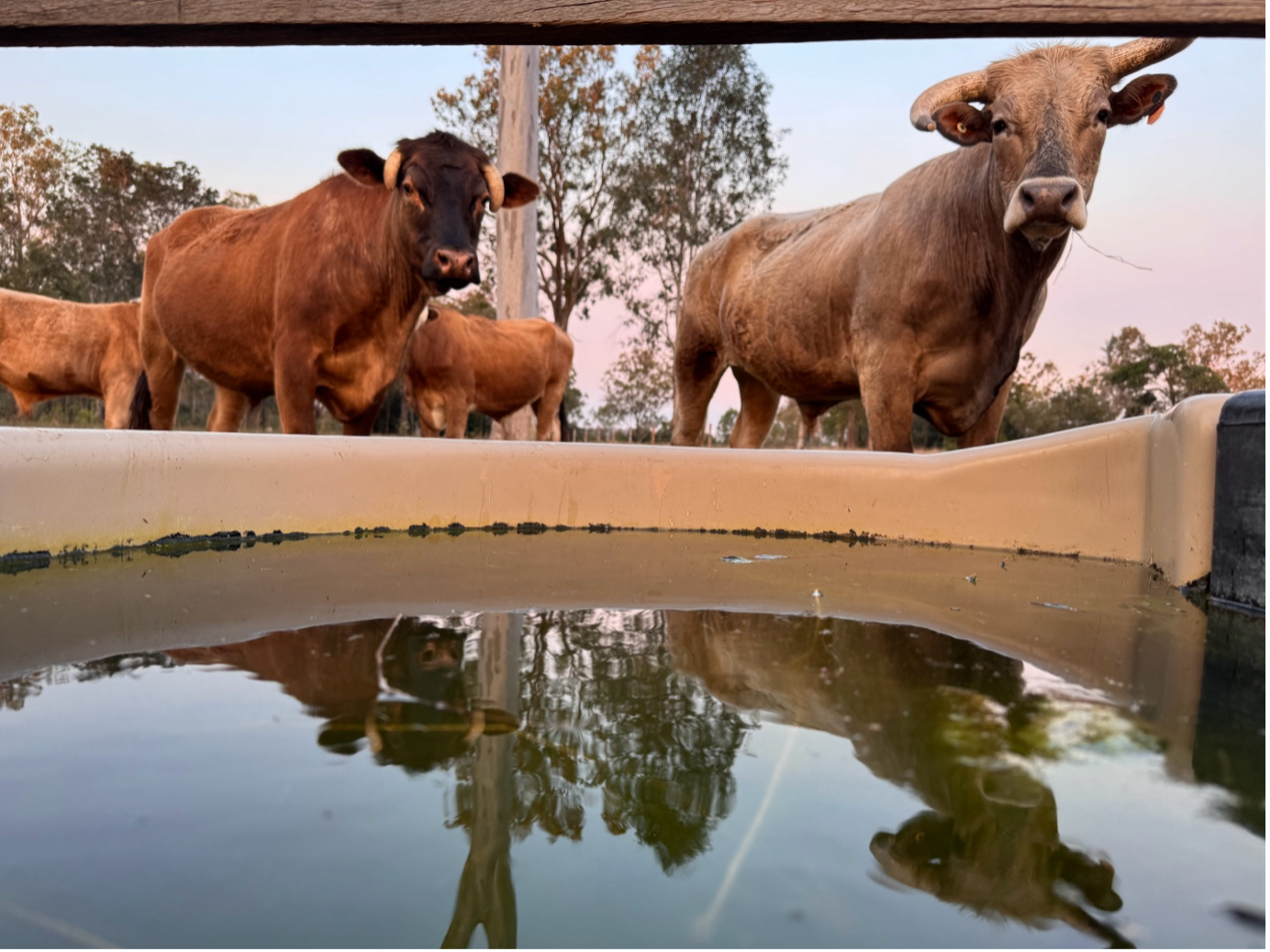 Cattle Drinking from A Long Concrete Trough — Gin Gin Domestic Water Supplies in Wallaville, QLD