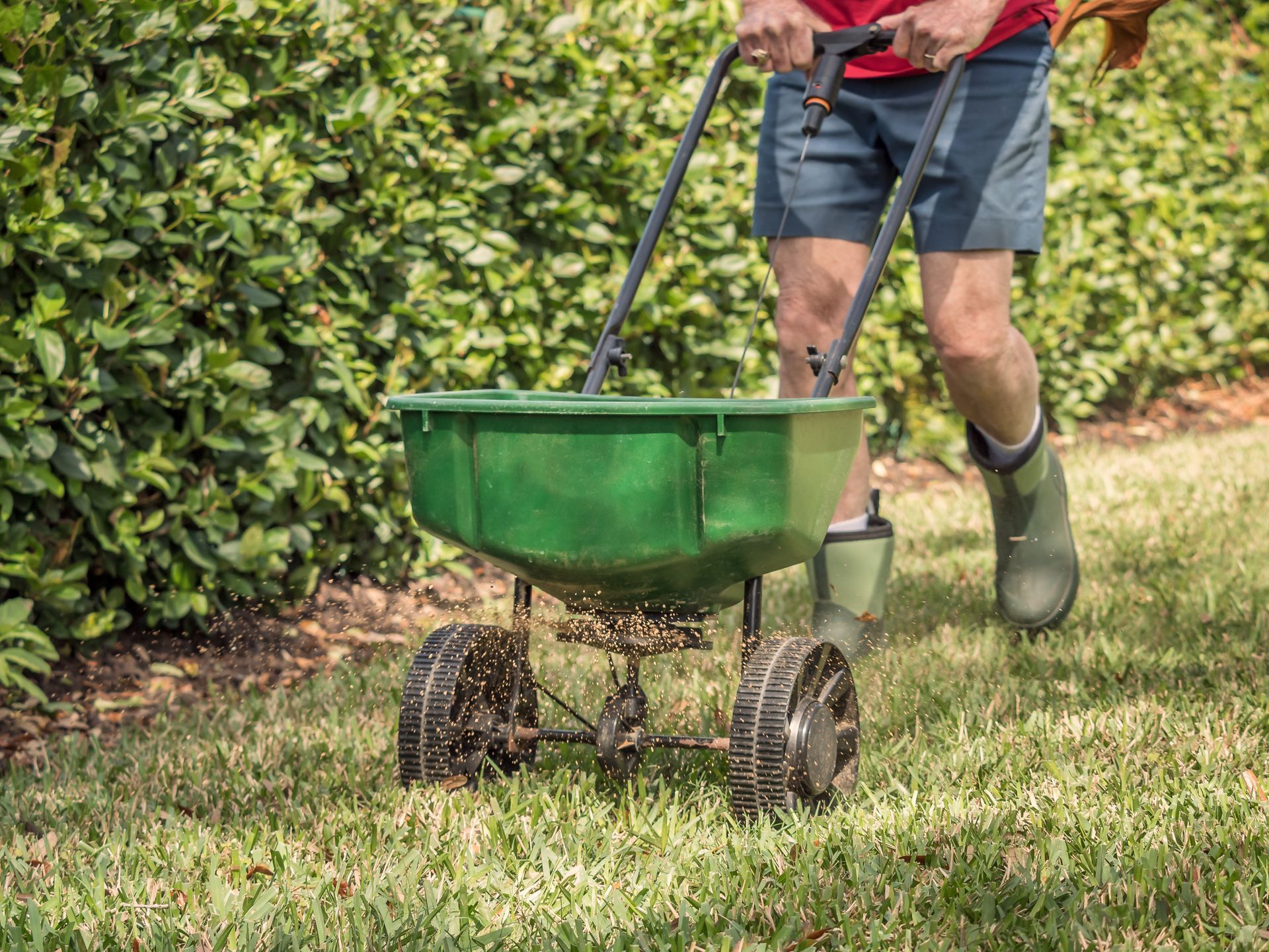 Man fertilizing and seeding a residential lawn.