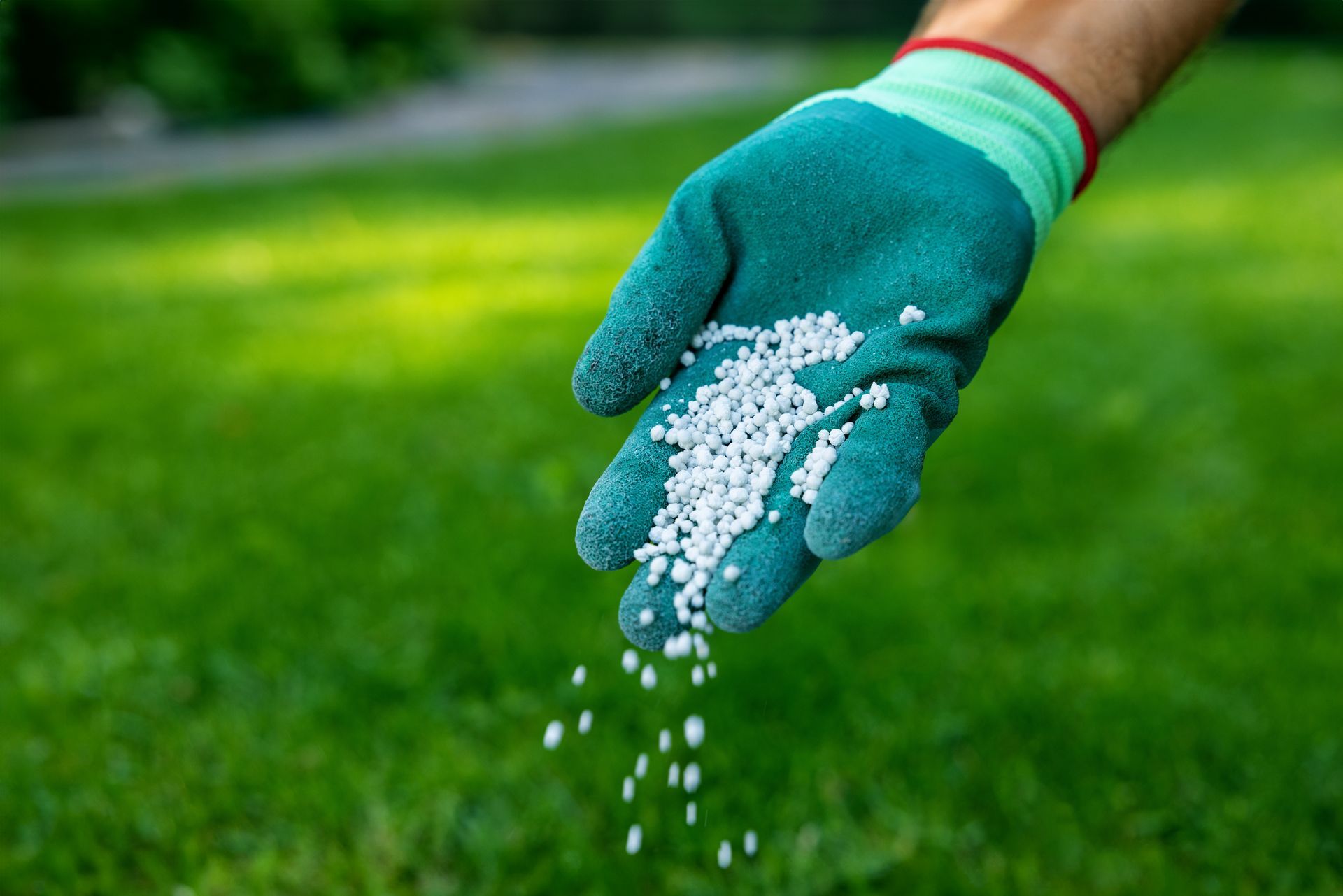 Gloved hand scattering white granules over a green lawn