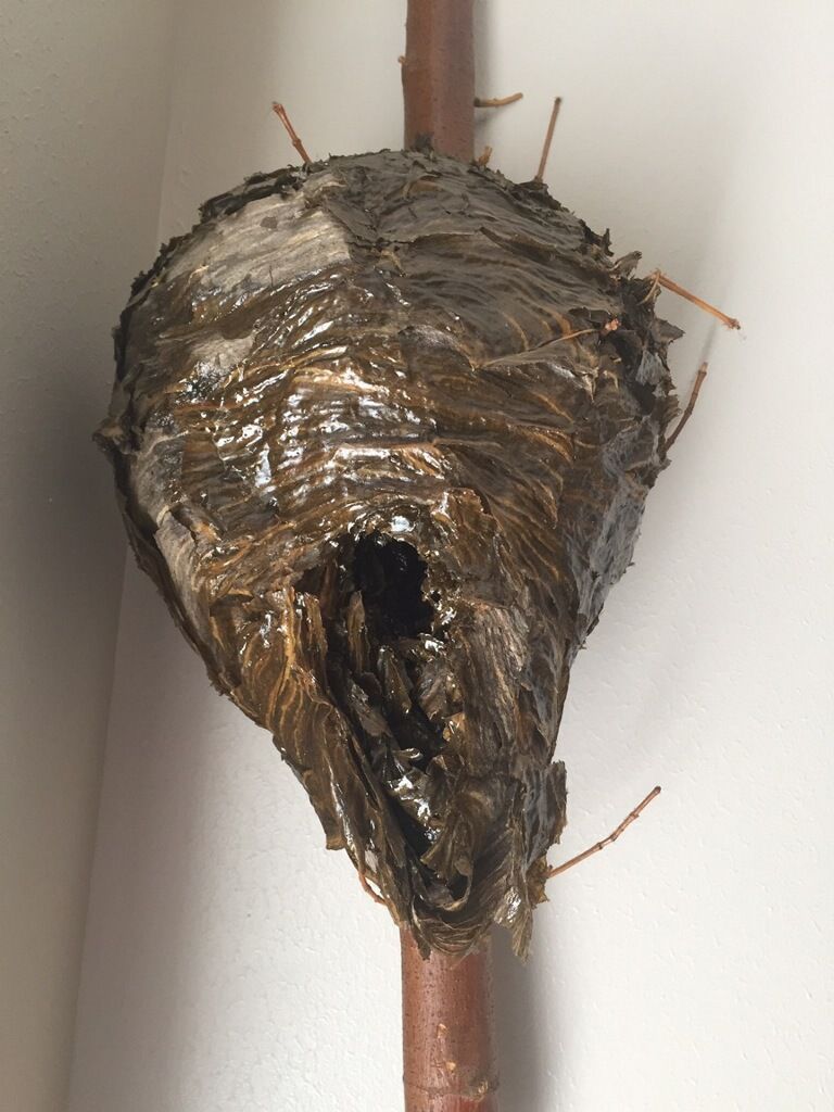 Wasp nest attached to a brown pipe in a corner against a white wall.