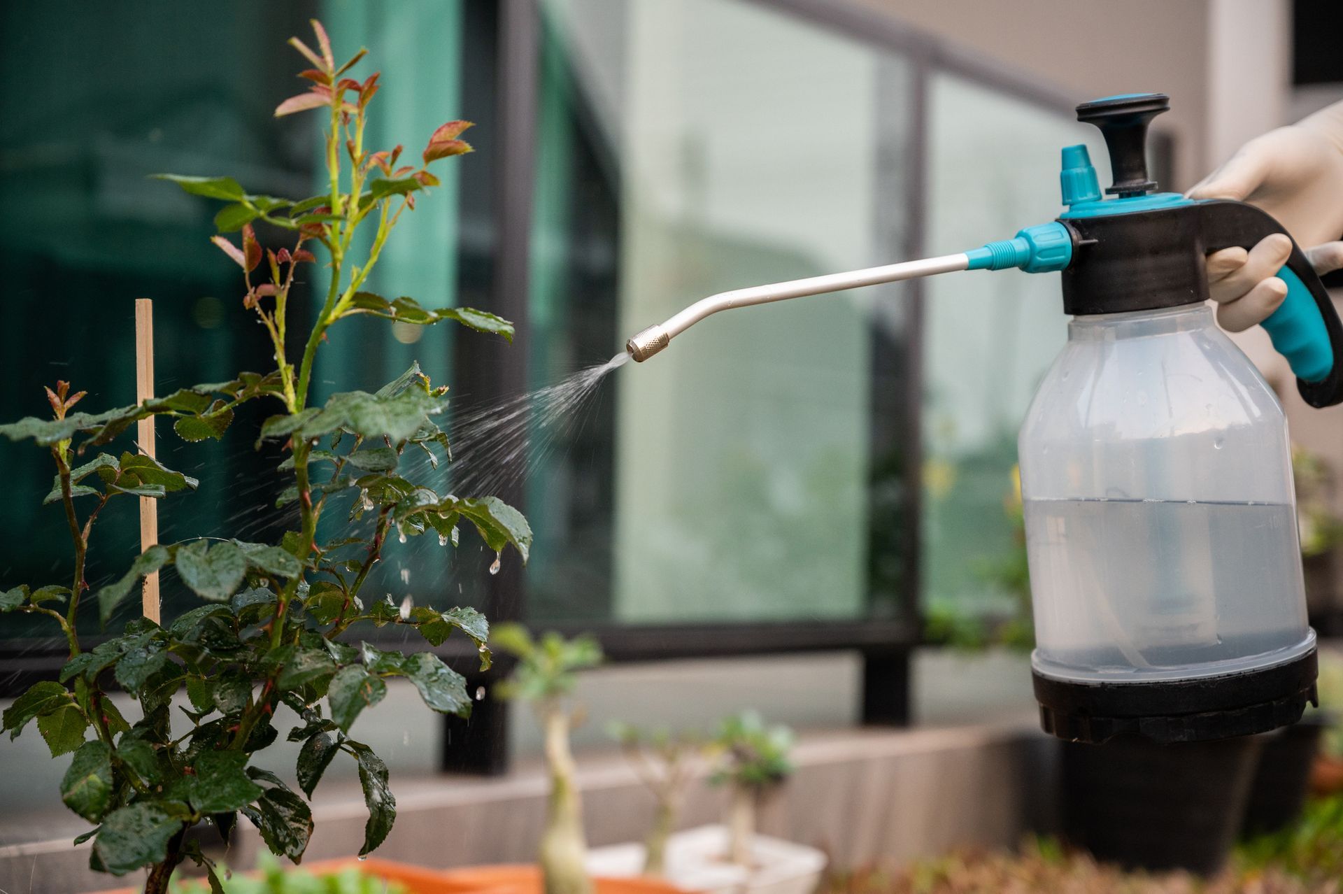 An expert from Binford Insect Control Services spraying a plant in Bryan, TX.