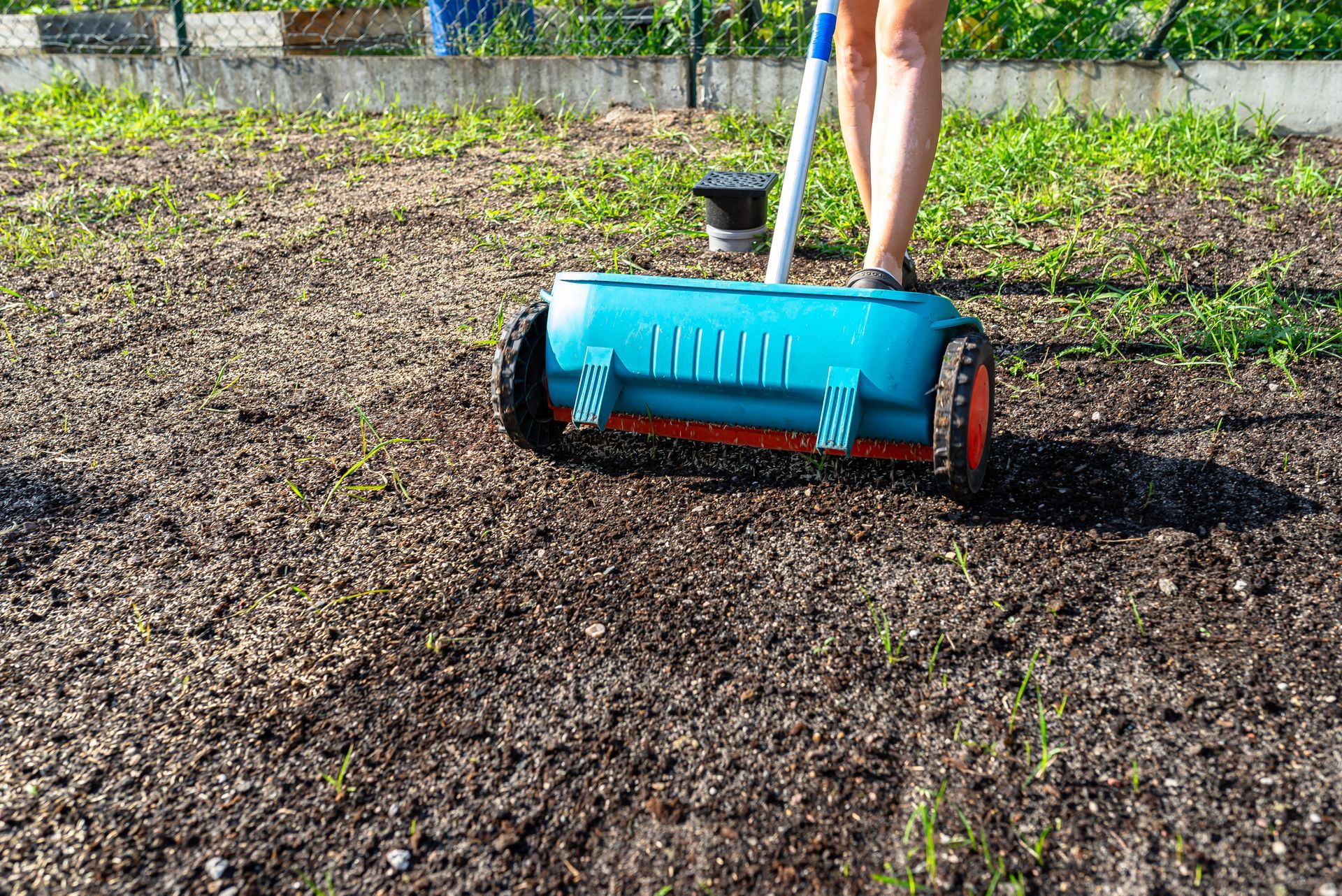Manual spreader applied for lawn fertilization and soil treatment in early growth stage.