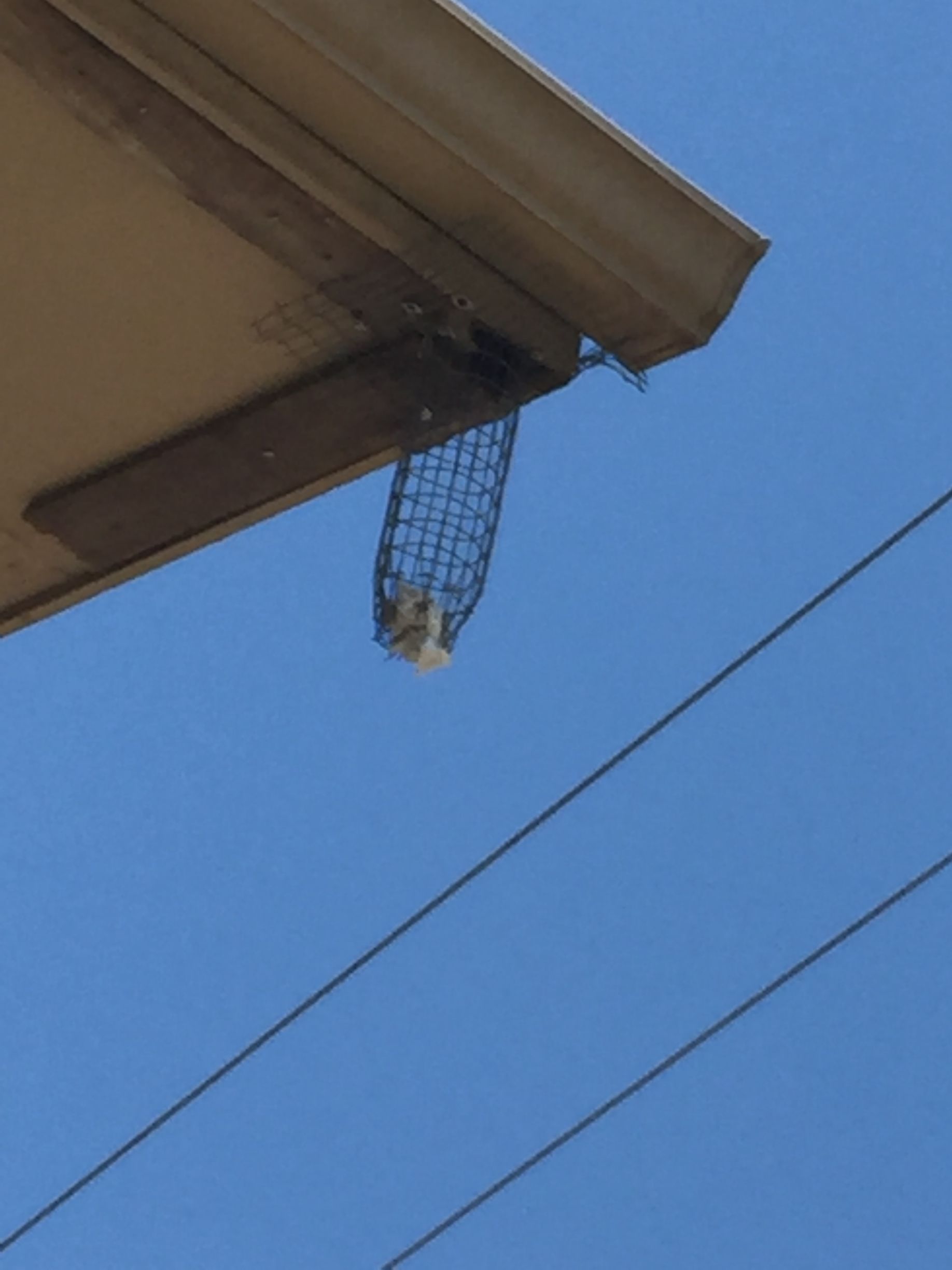 A net bag filled with white material hanging from a gutter on a building against a blue sky.
