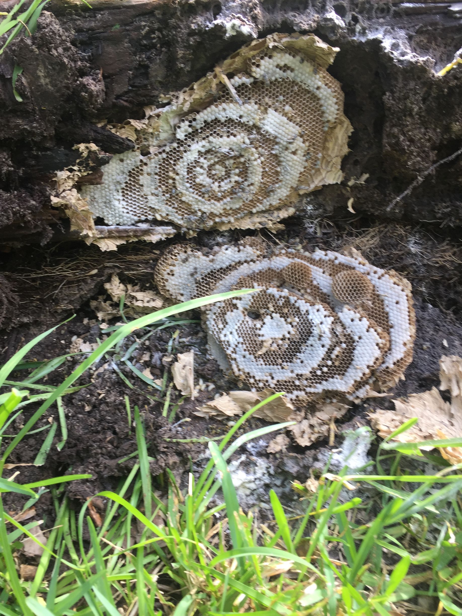 Wasp nest with spiral honeycomb pattern, exposed in dark soil and green grass.