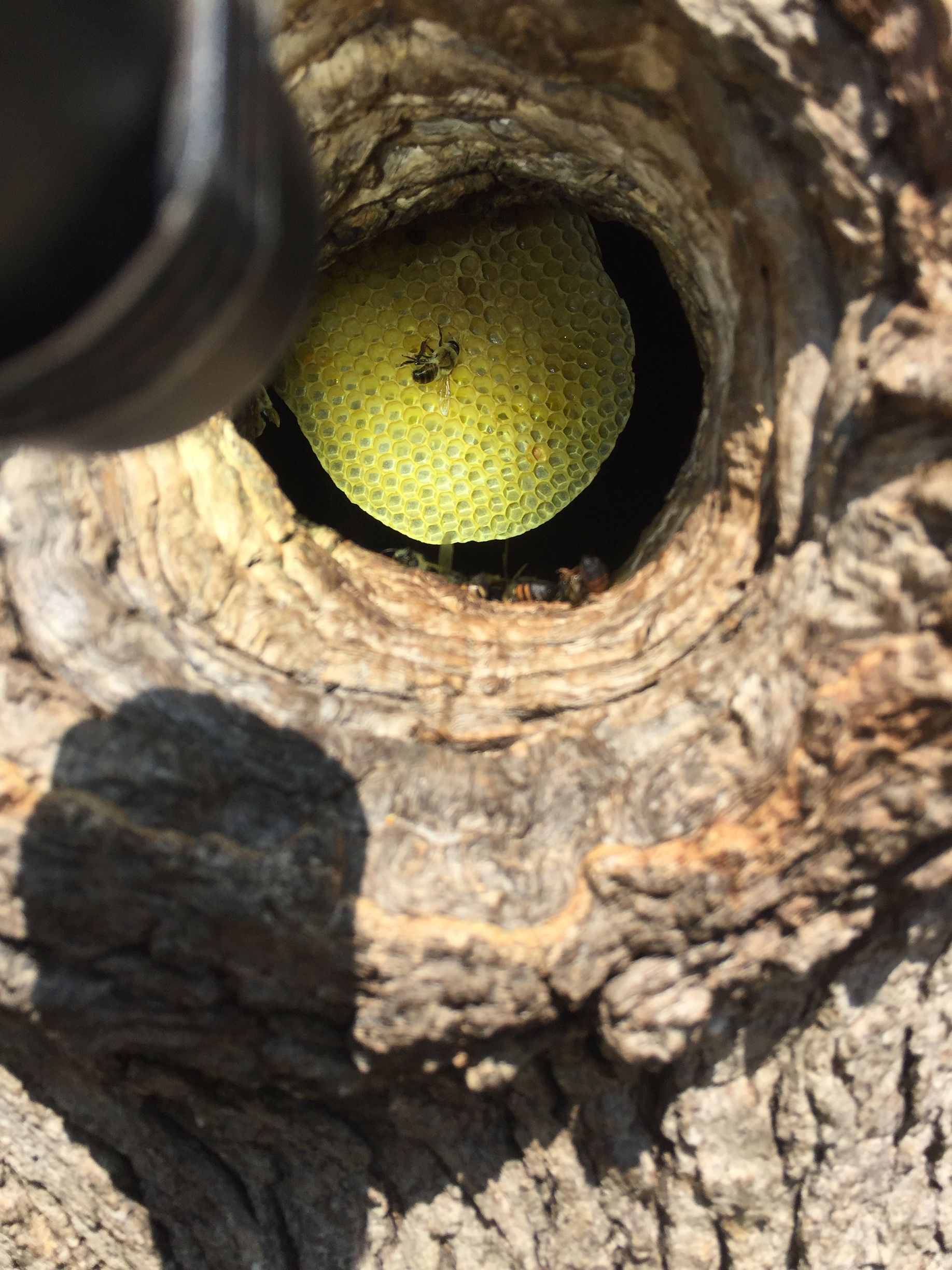 Honey comp with honey bee in base of tree 