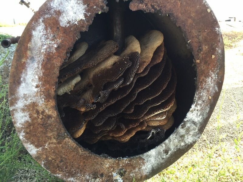 honey bees, honey comb