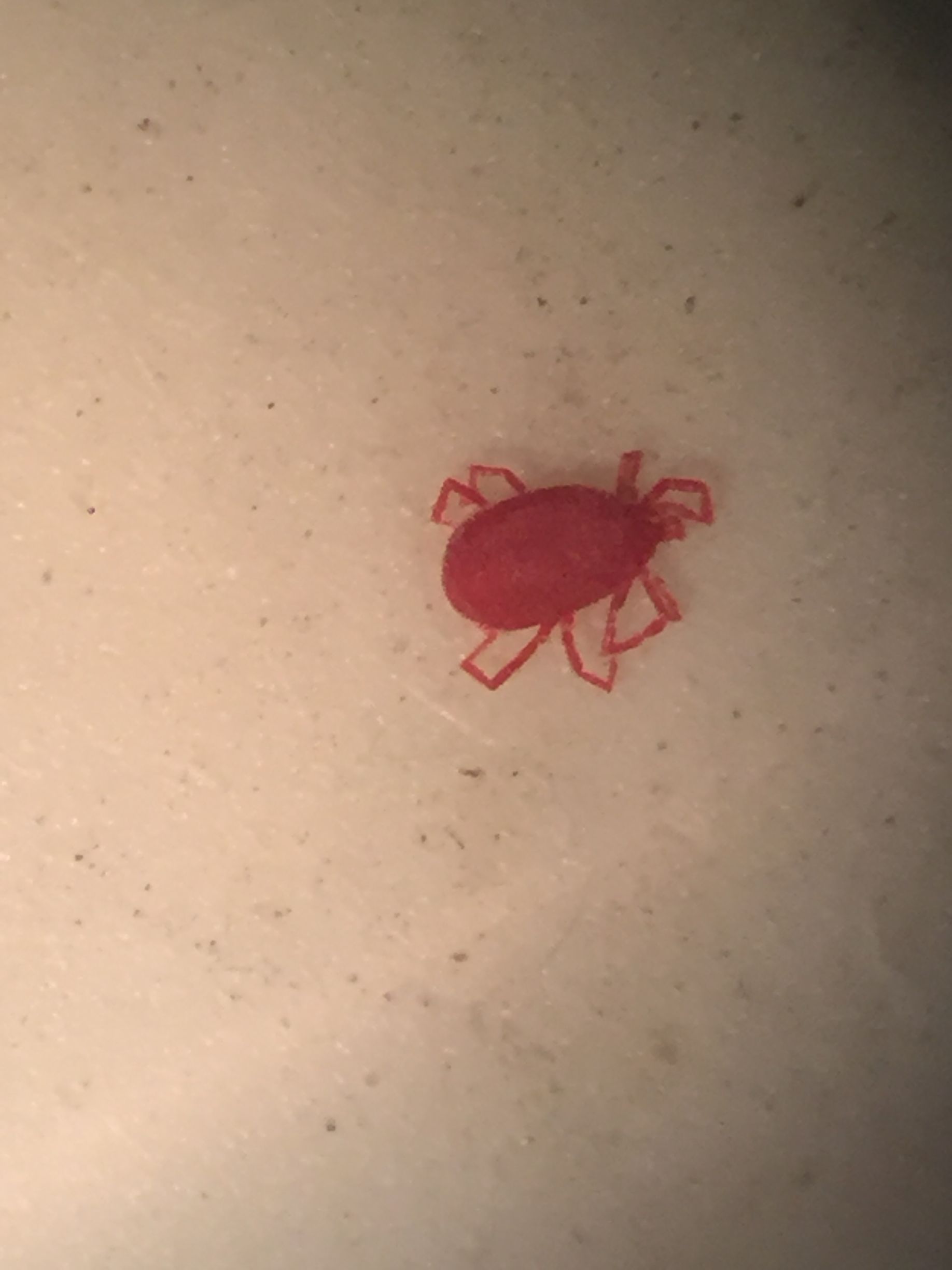 Red mite on a white surface, with eight legs visible.