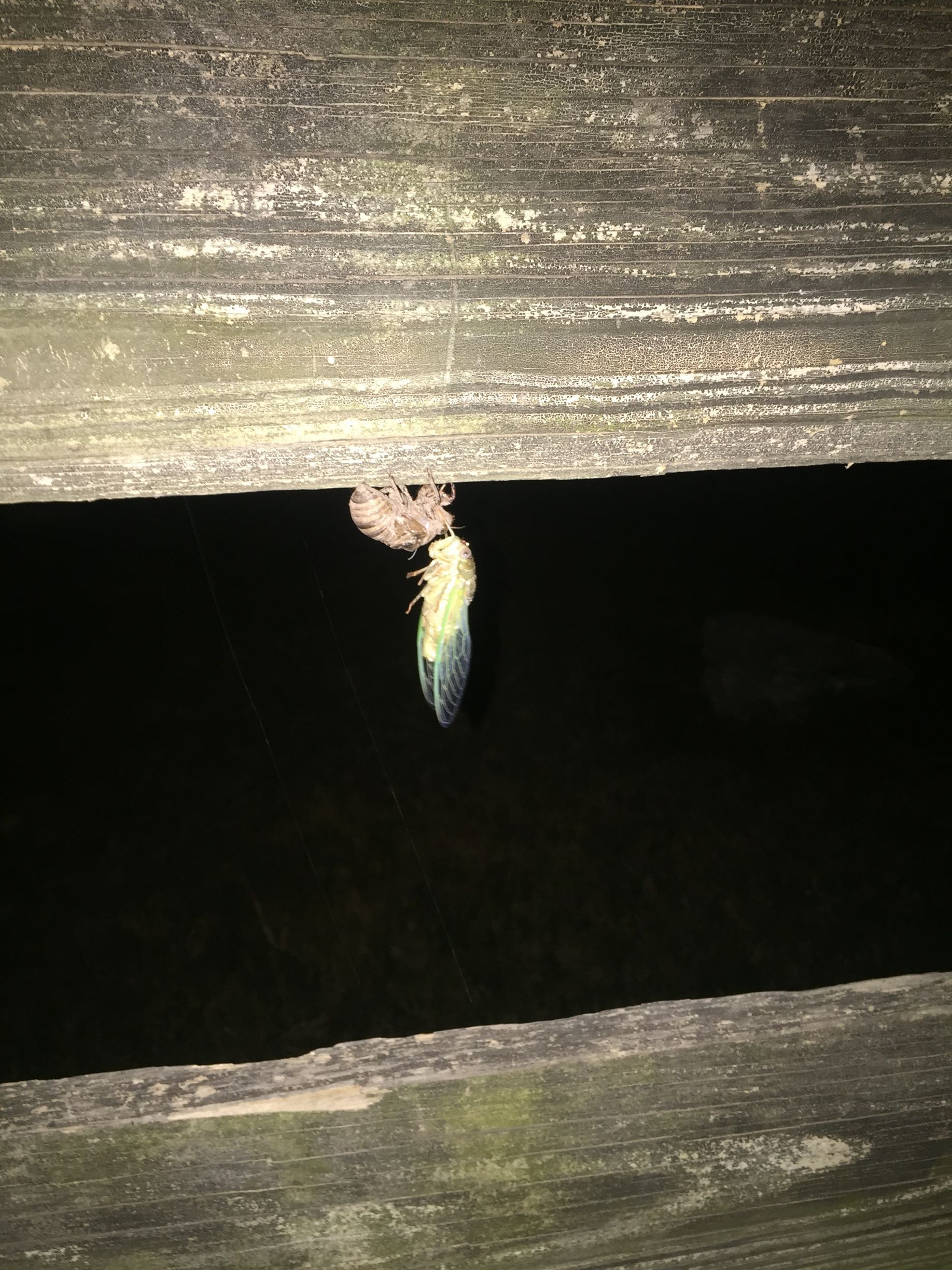 Locust emerging from its skin