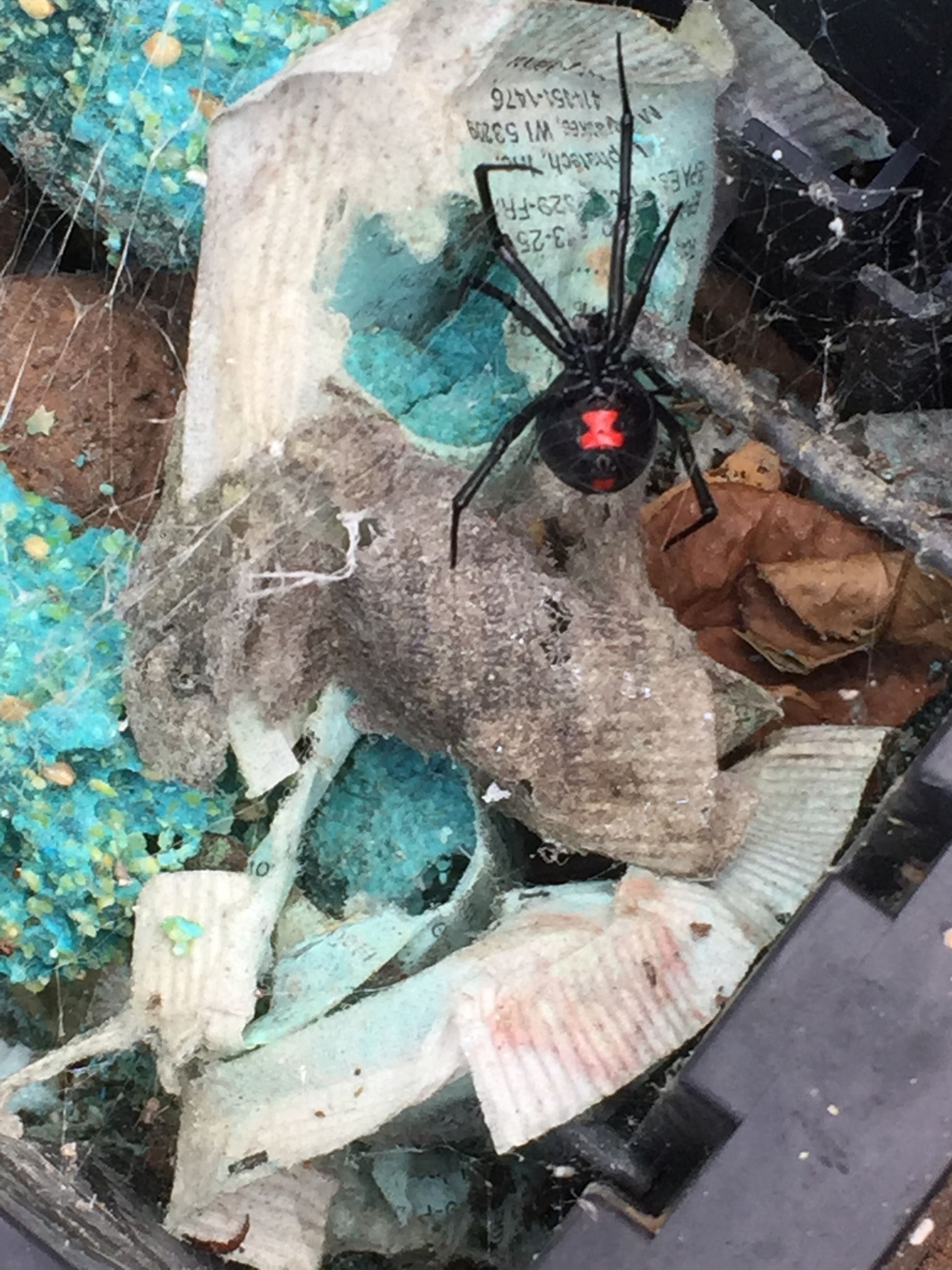 Black widow spider with red hourglass on back, on debris.