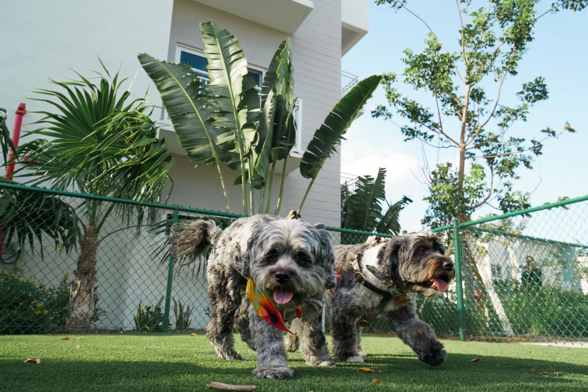 Two small dogs running on grass in a sunny yard, with a house and palm plants behind them at Atlantica at Dania Beach apartments in Dania Beach, FL.