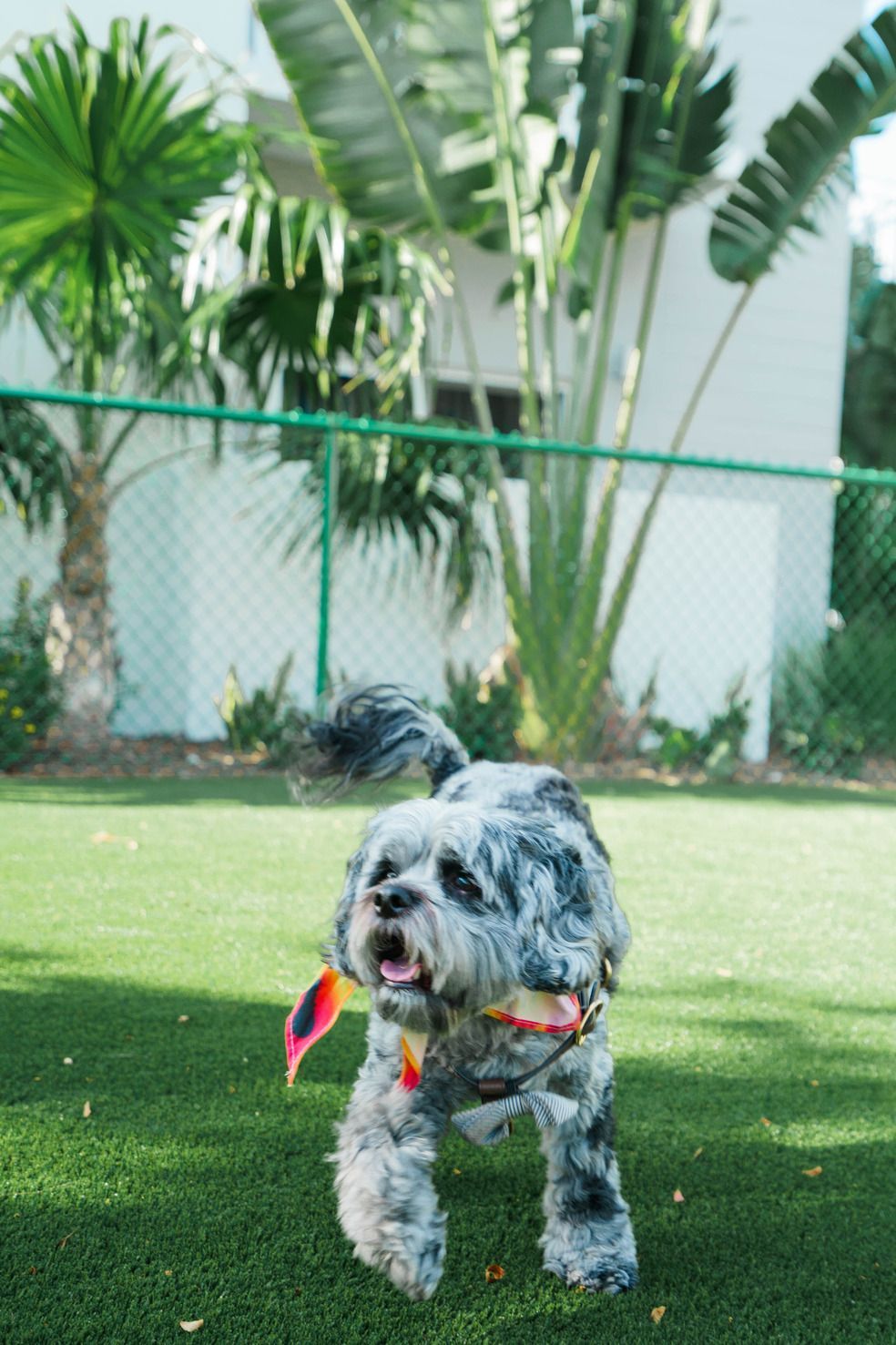 Small gray dog wearing a red bandana running on grass in a sunny yard at Atlantica at Dania Beach apartments in Dania Beach, FL.