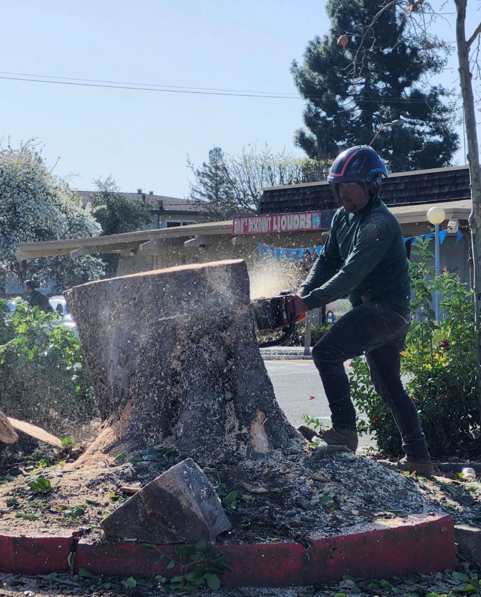Worker using a stump grinder to remove a tree stump in a suburban yard