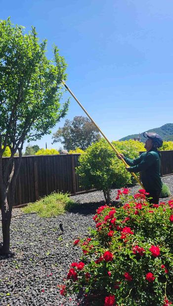 Tree crew cutting a fallen trunk with chainsaws in a suburban yard, one worker climbing the tree
