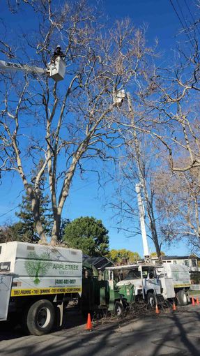 Landscaper in green uniform talking with a homeowner beside a tree in a sunny suburban yard