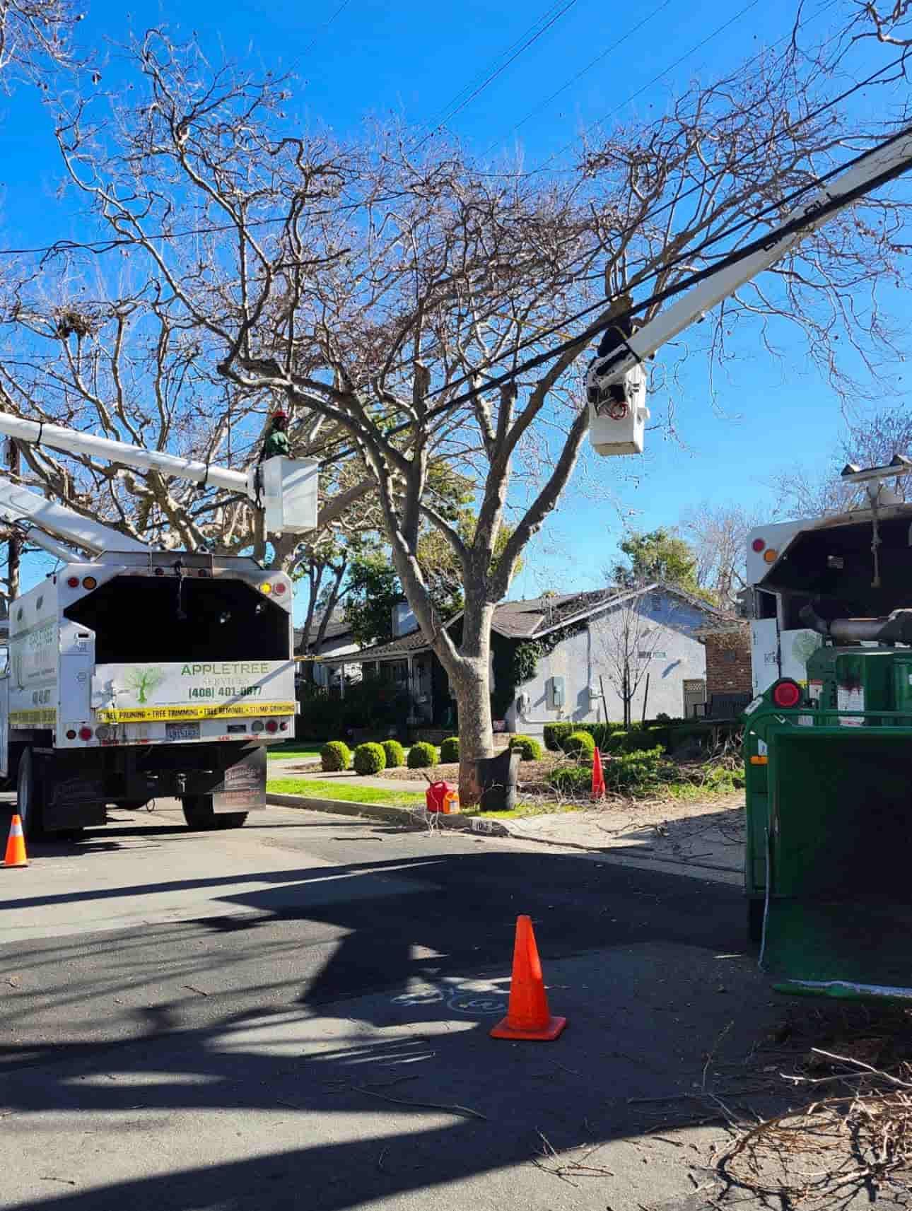 Three utility workers trimming a large tree in a suburban front yard with chainsaws and safety gear