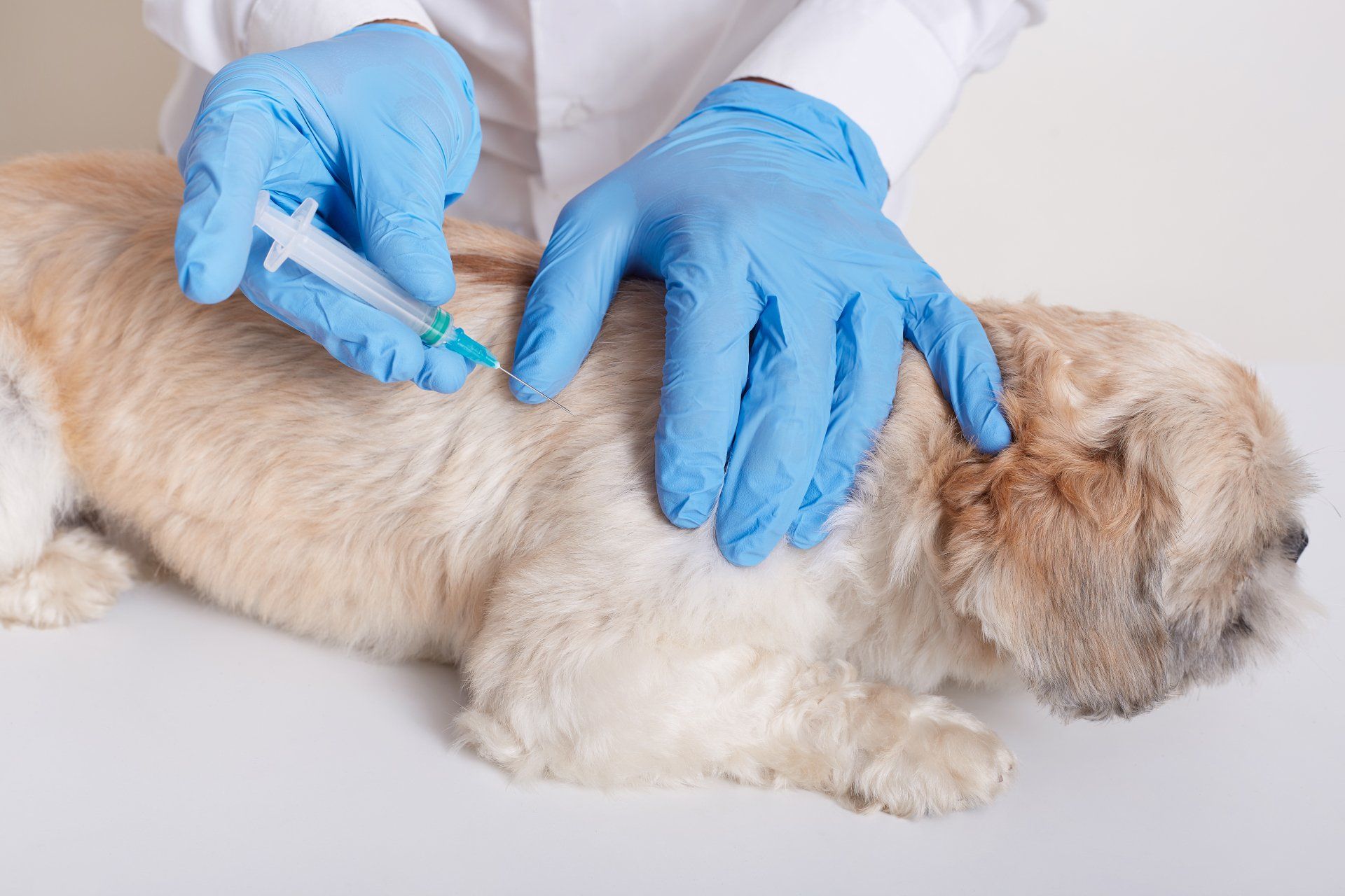 small dog getting an injection