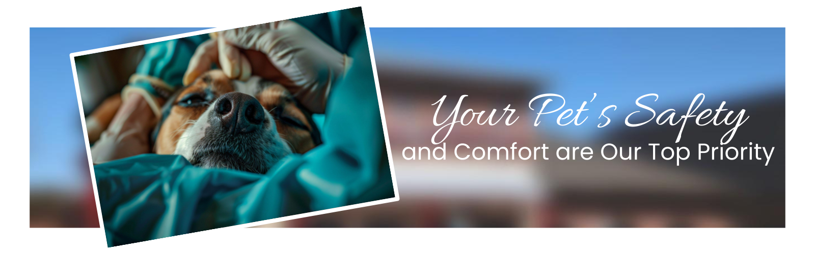 animal surgery center allen tx