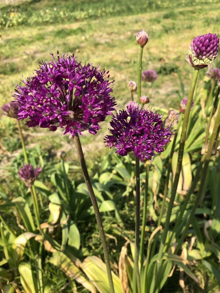 En flok lilla blomster vokser på en mark.