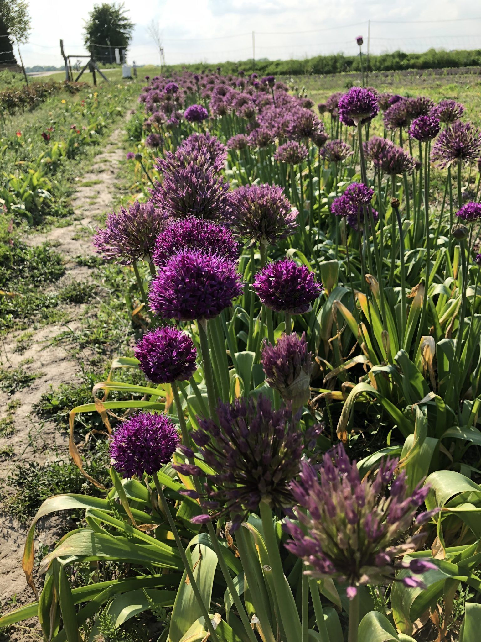 Et felt med lilla blomster, der vokser i jorden.