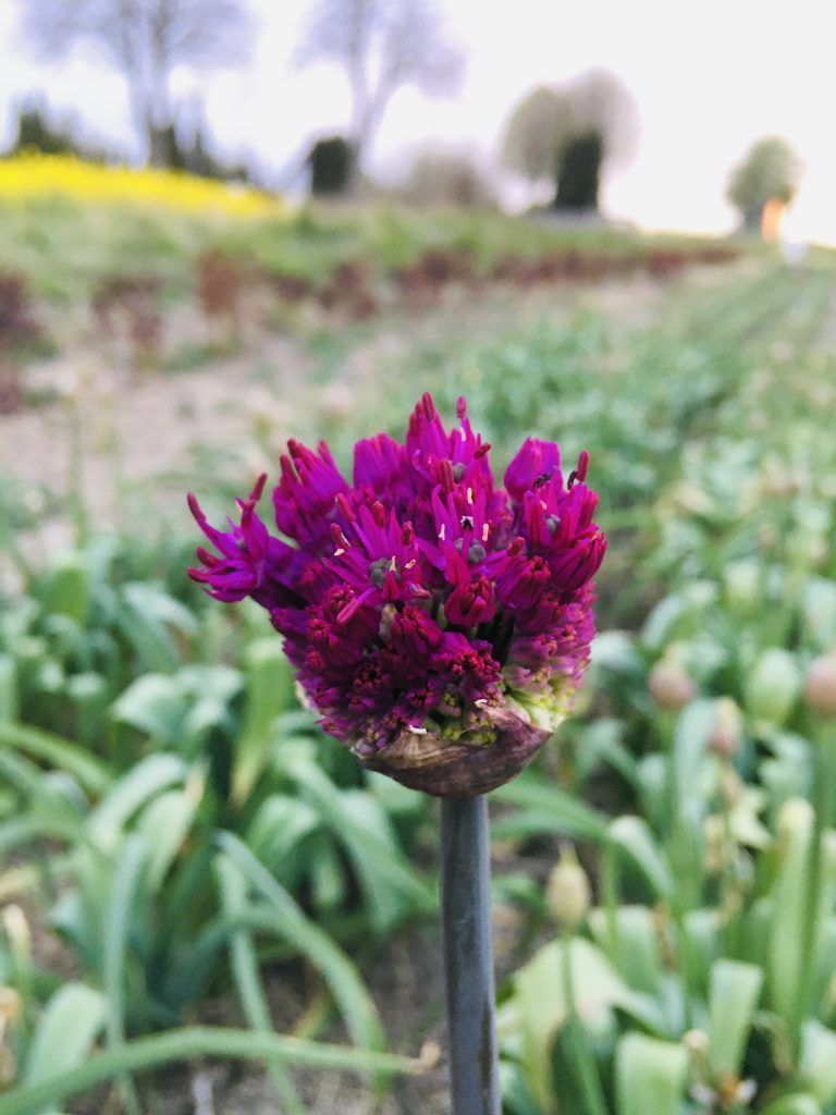 Et nærbillede af en lilla blomst i en mark