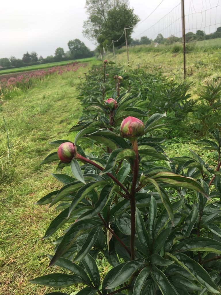En række blomster, der vokser på en mark med et hegn i baggrunden.