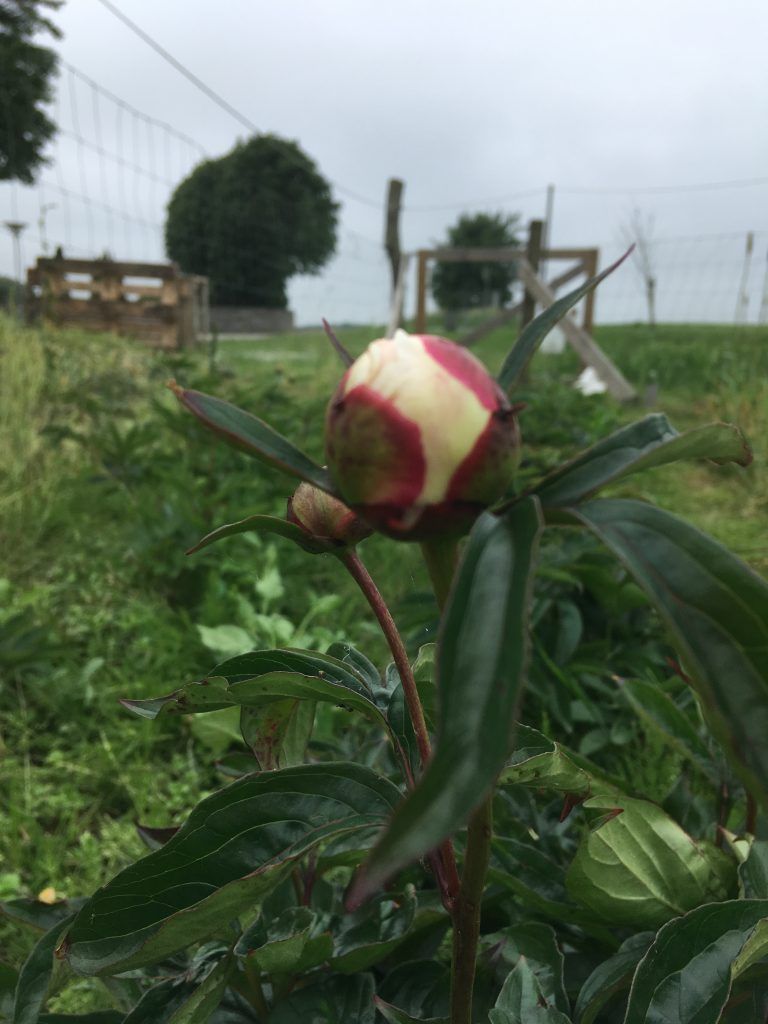 Et nærbillede af en blomsterknop på en mark
