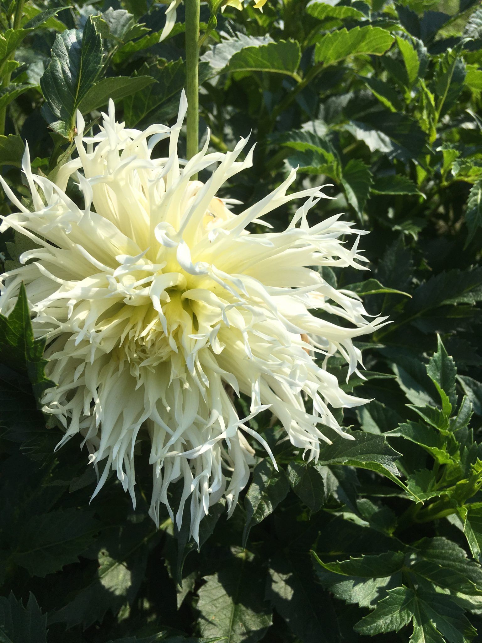 Et nærbillede af en hvid blomst omgivet af grønne blade