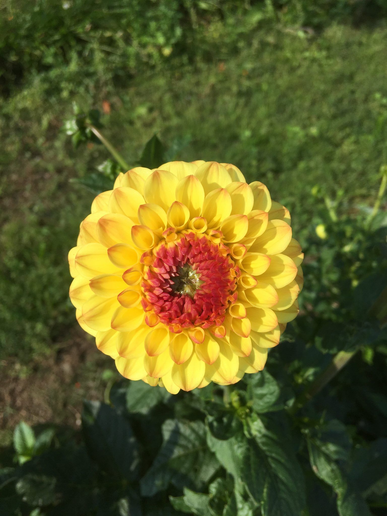 Et nærbillede af en gul blomst med en rød midte