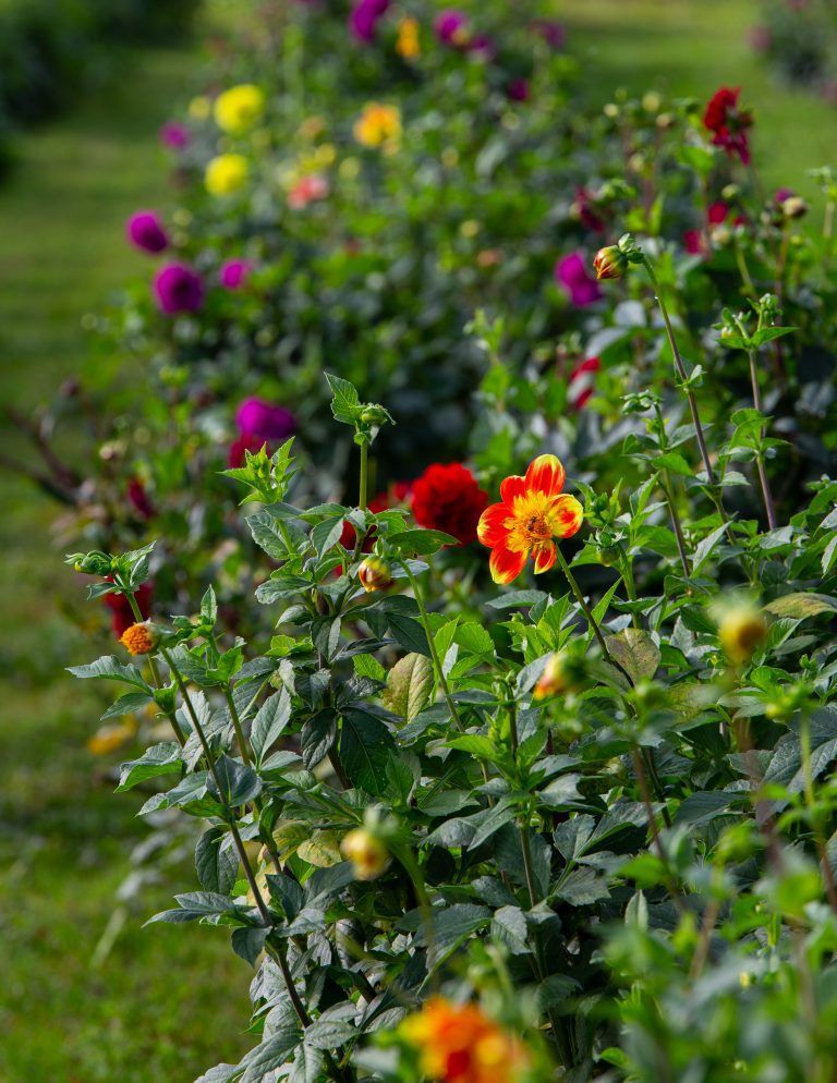En række farverige blomster, der vokser i en have.