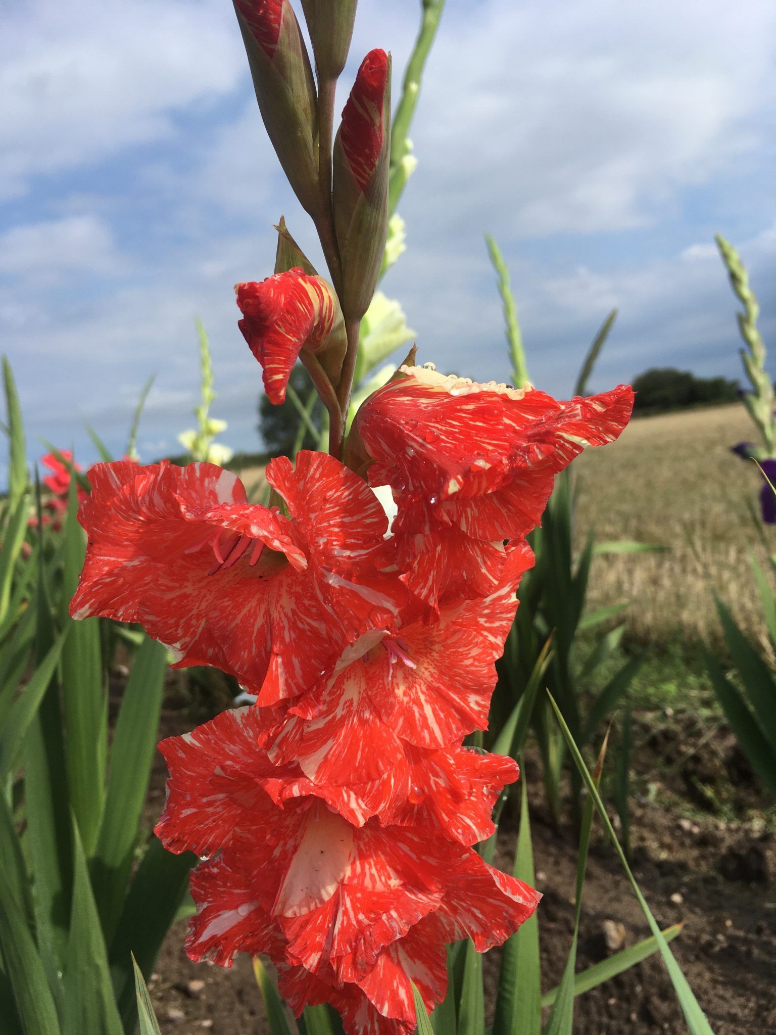 Et nærbillede af en rød blomst på en mark