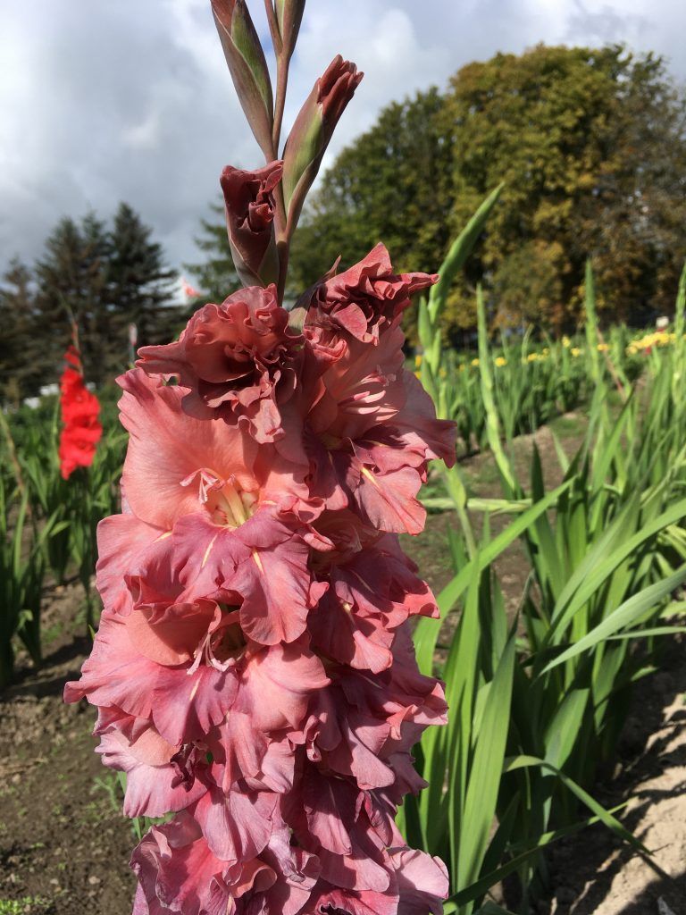 Et nærbillede af en lyserød blomst i en have
