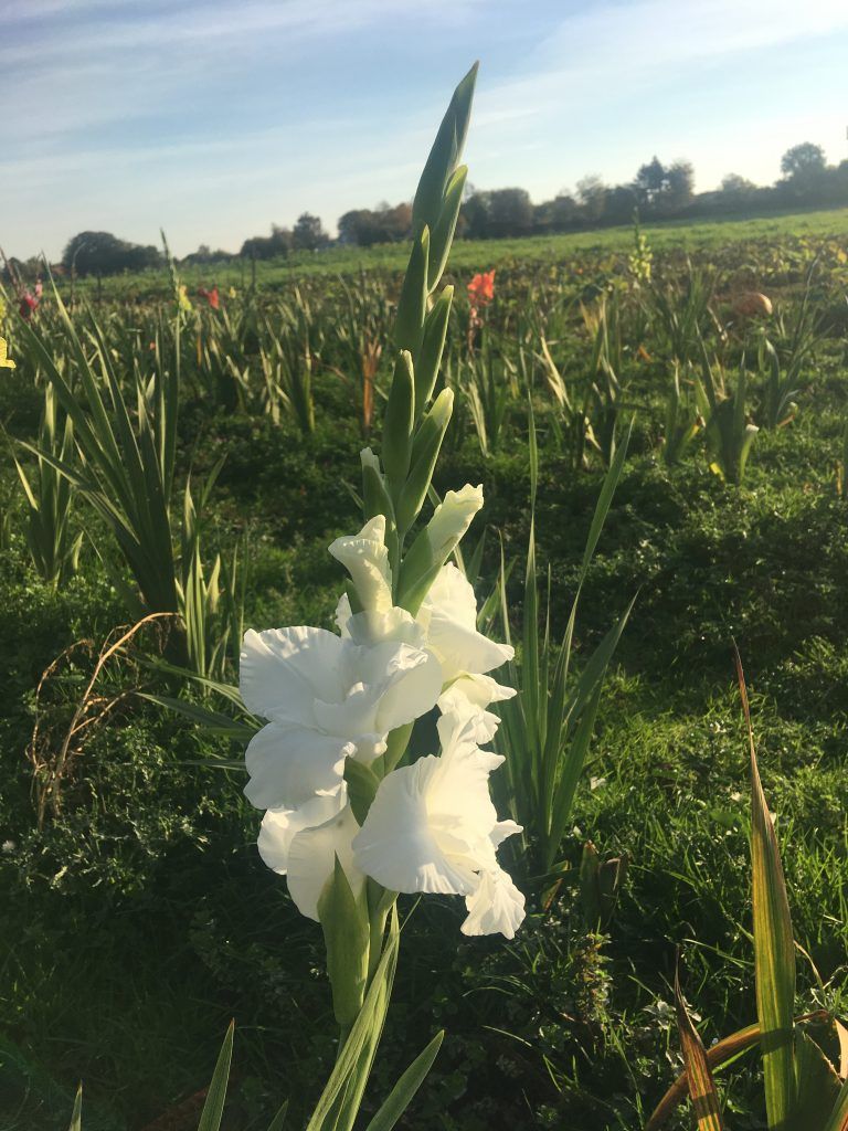 Et nærbillede af en hvid blomst i en mark