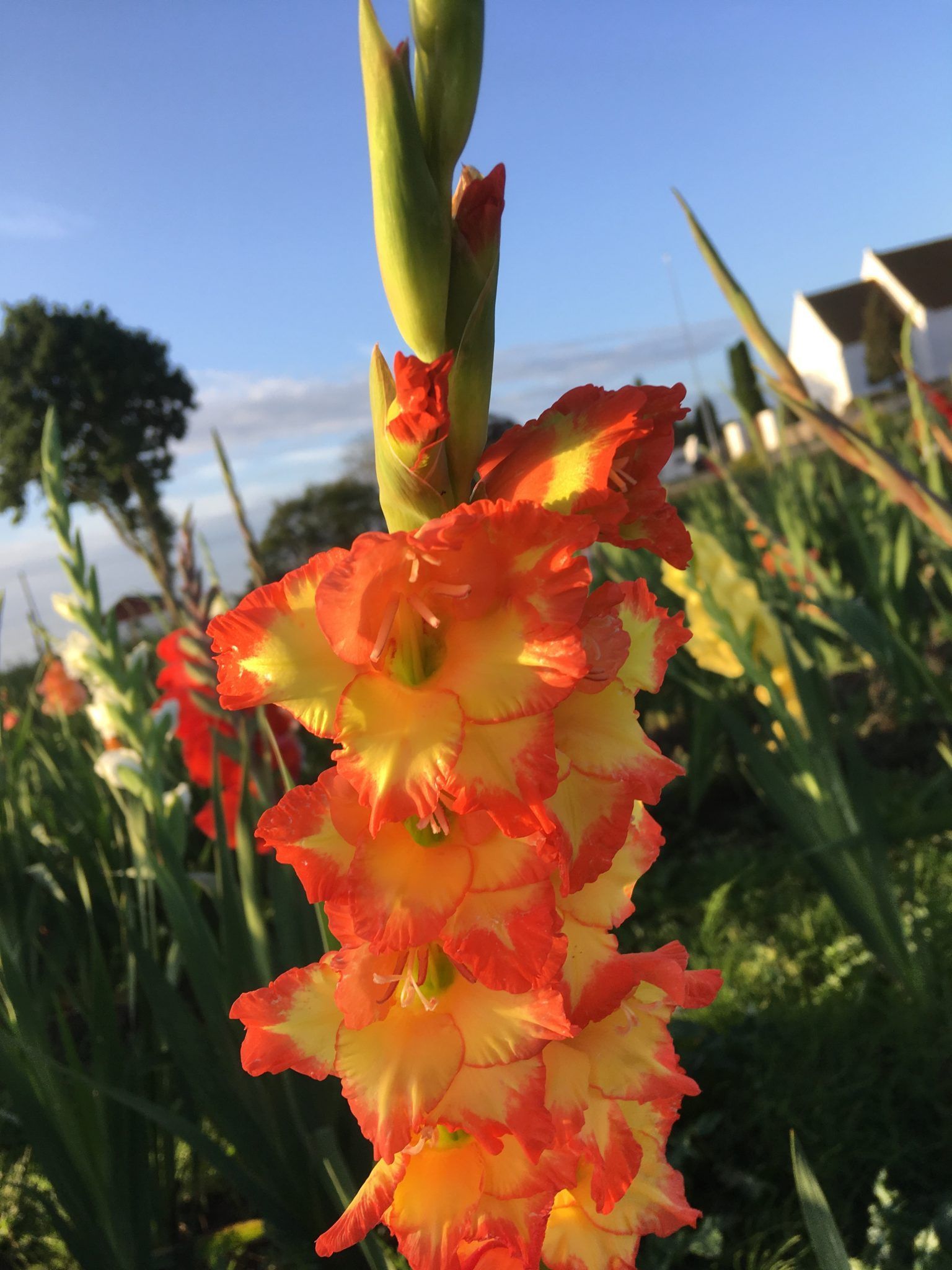 Et nærbillede af en rød og gul blomst på en mark