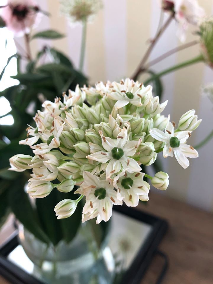 Et nærbillede af en flok hvide blomster i en vase på et bord.