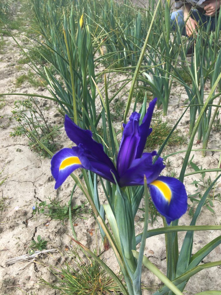En lilla blomst med en gul midte vokser i snavset.